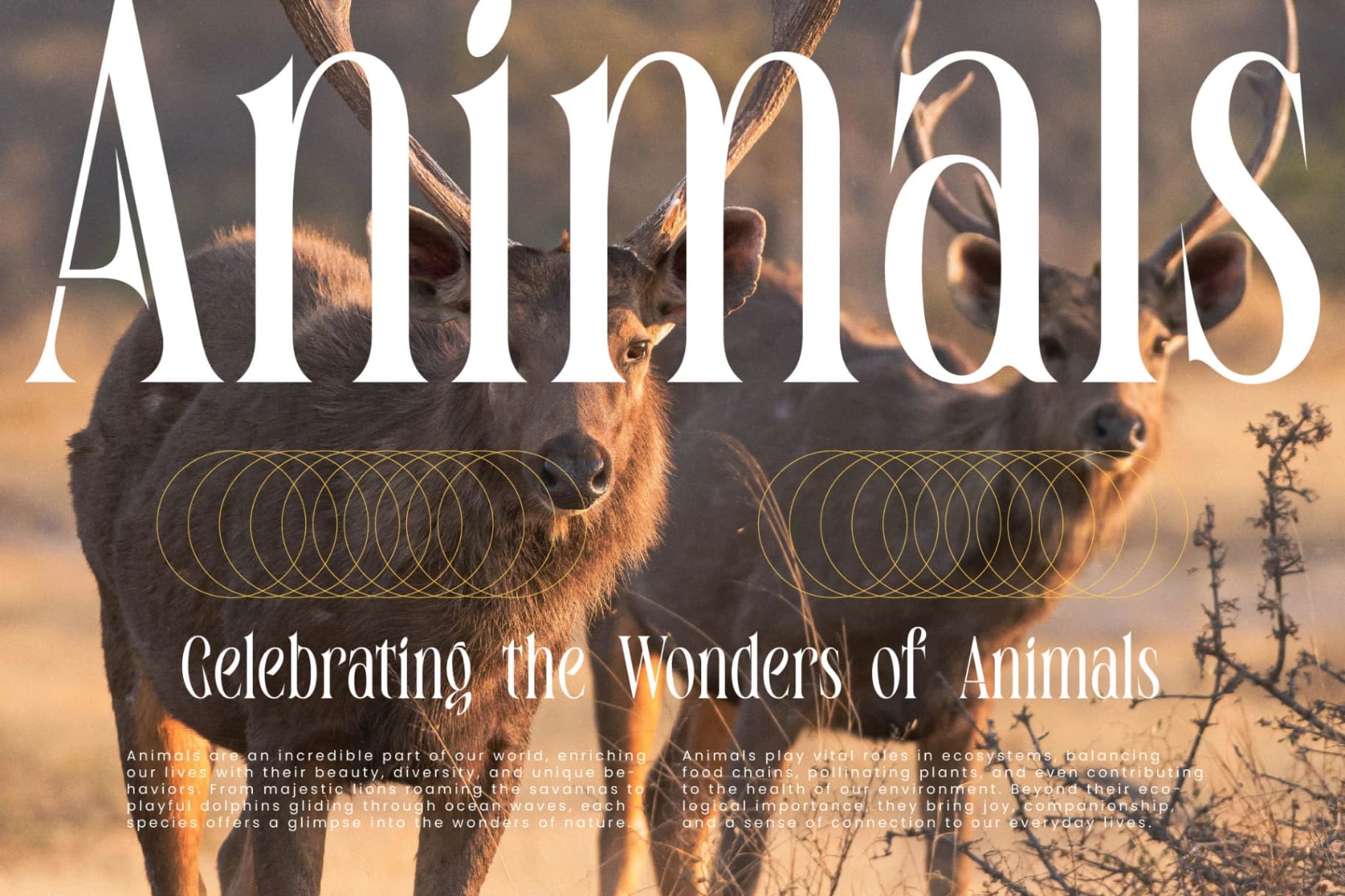 Preview 7 for Enigmatic Legendary - Modern Serif Display