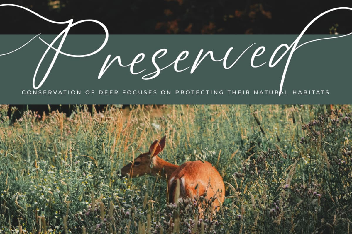 Angelin Noonday - Stylish Handwritten Font font preview 2