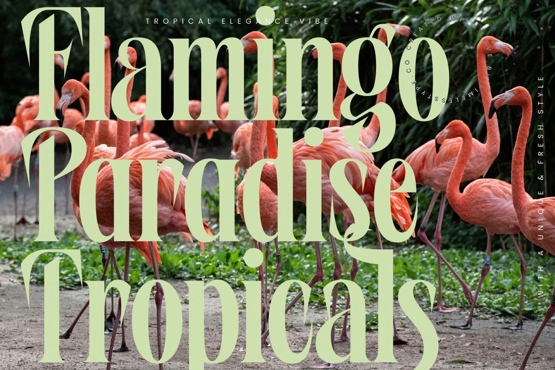 Preview 10 for Wafterlic - Modern Display Serif