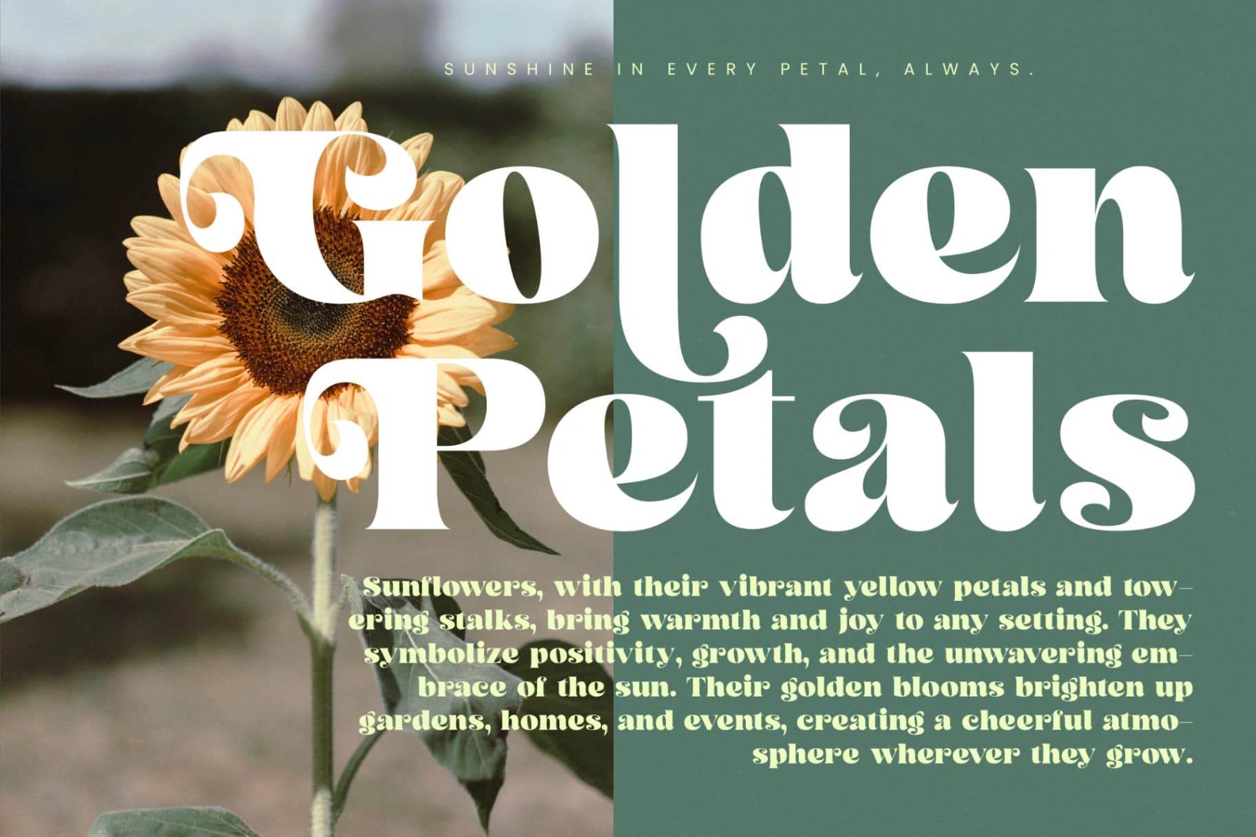 Preview 6 for Arilast Kingde - Modern Alternate Serif Font