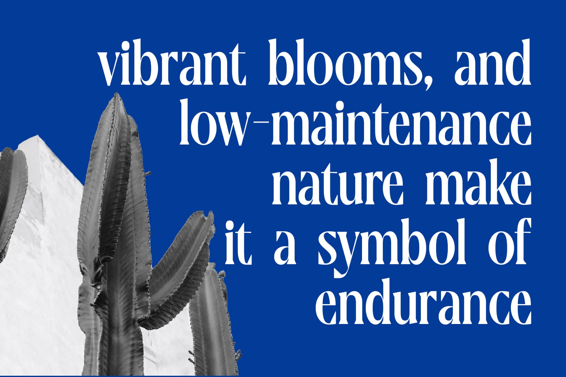 Preview 5 for Moonni Zehher - Bold Tall Serif