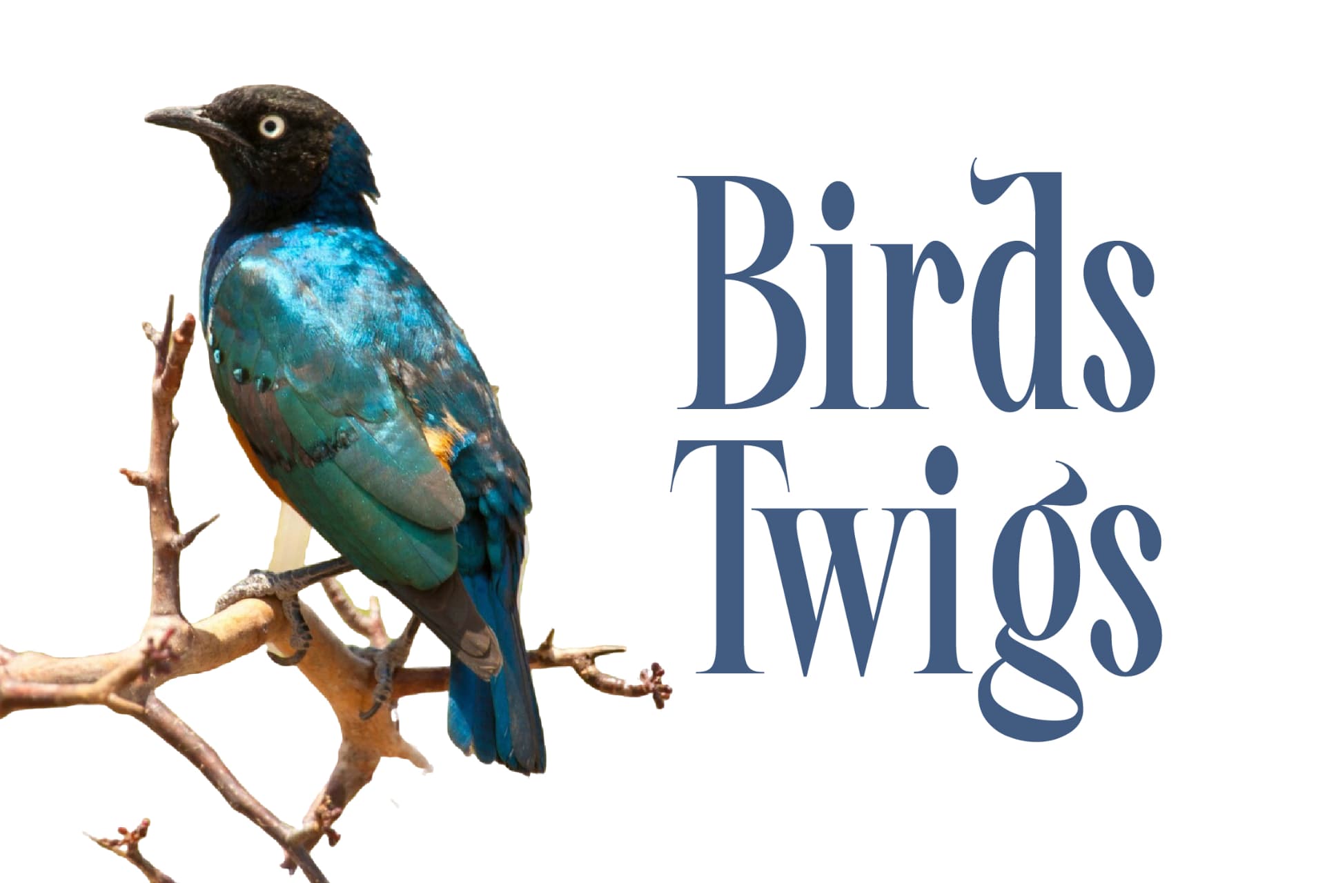 Preview 16 for Awesome Shorten - Tall Serif Display