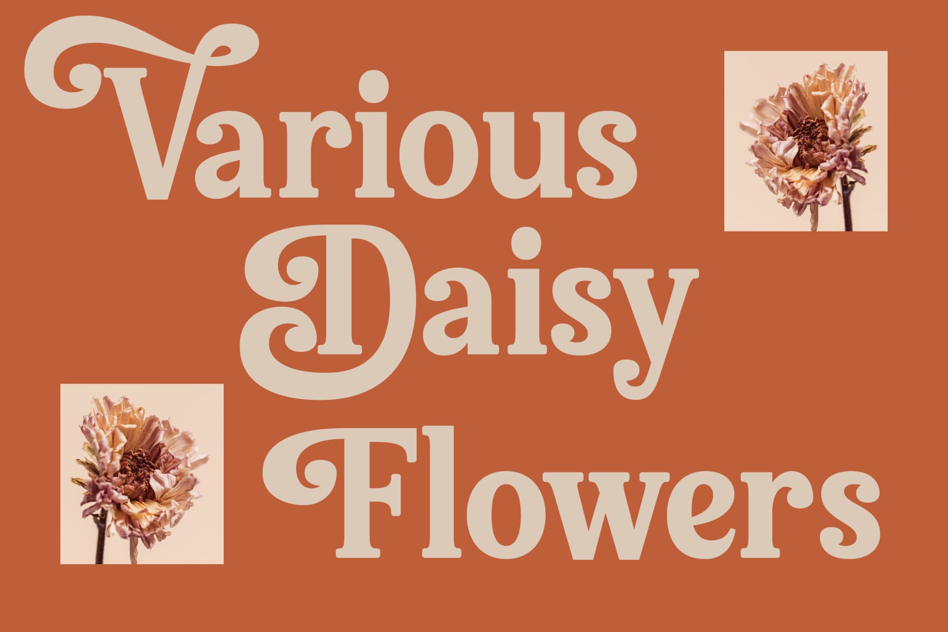 Preview 10 for Bellati Nortils - Groovy Serif Font