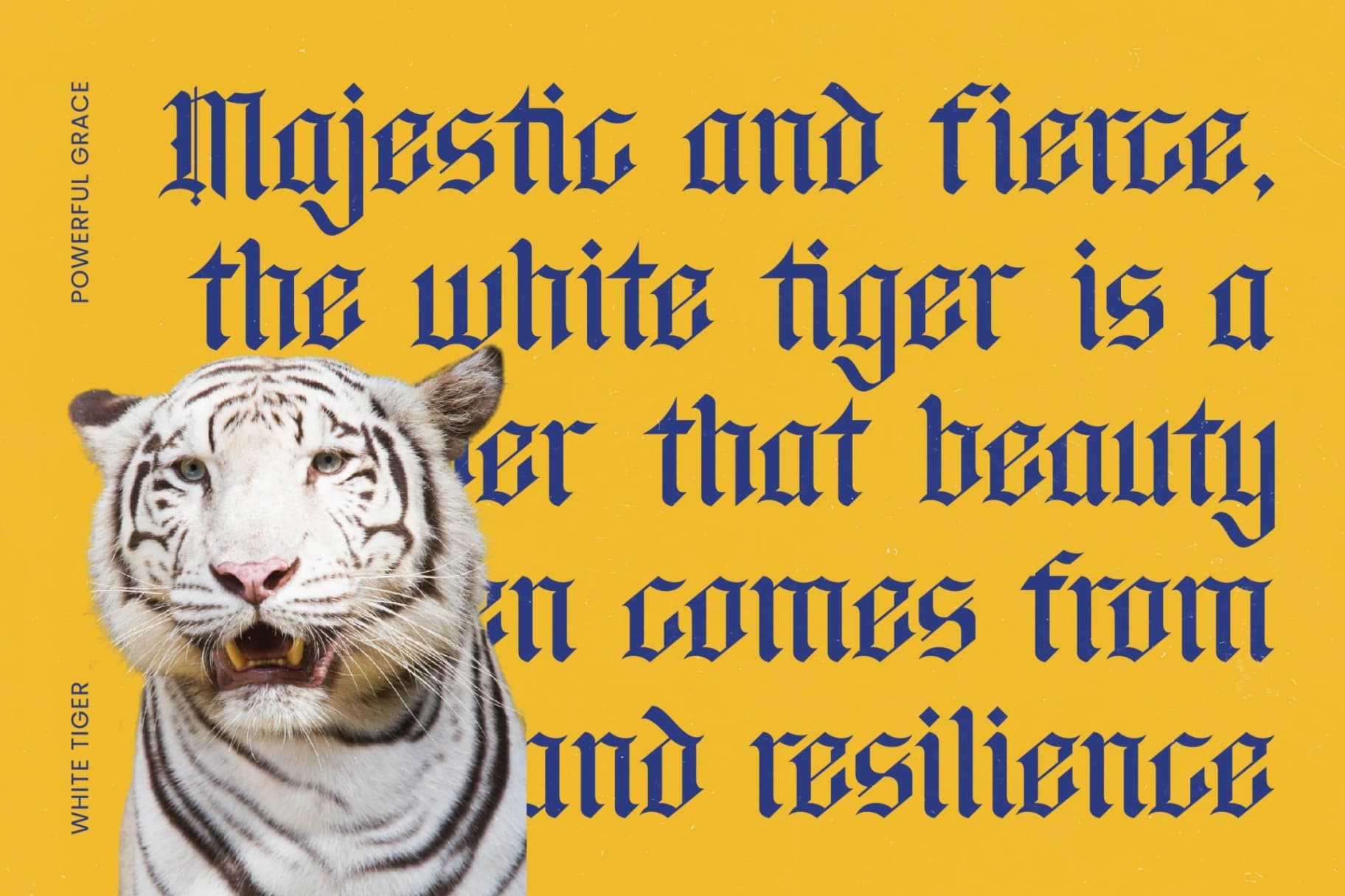 Preview 8 for Bluster Elation - Stylish Blackletter Font