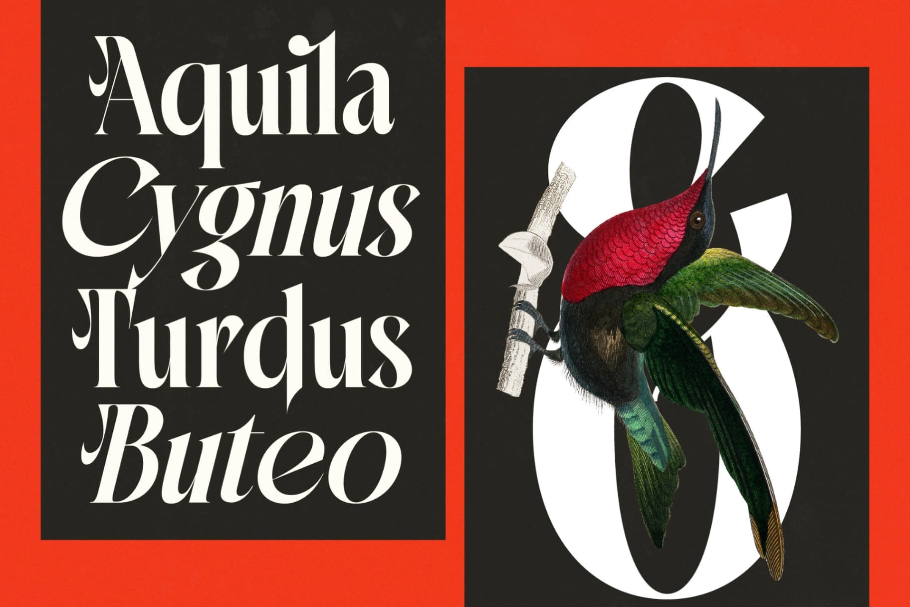 Preview 5 for Mactge - New Modern Serif Font
