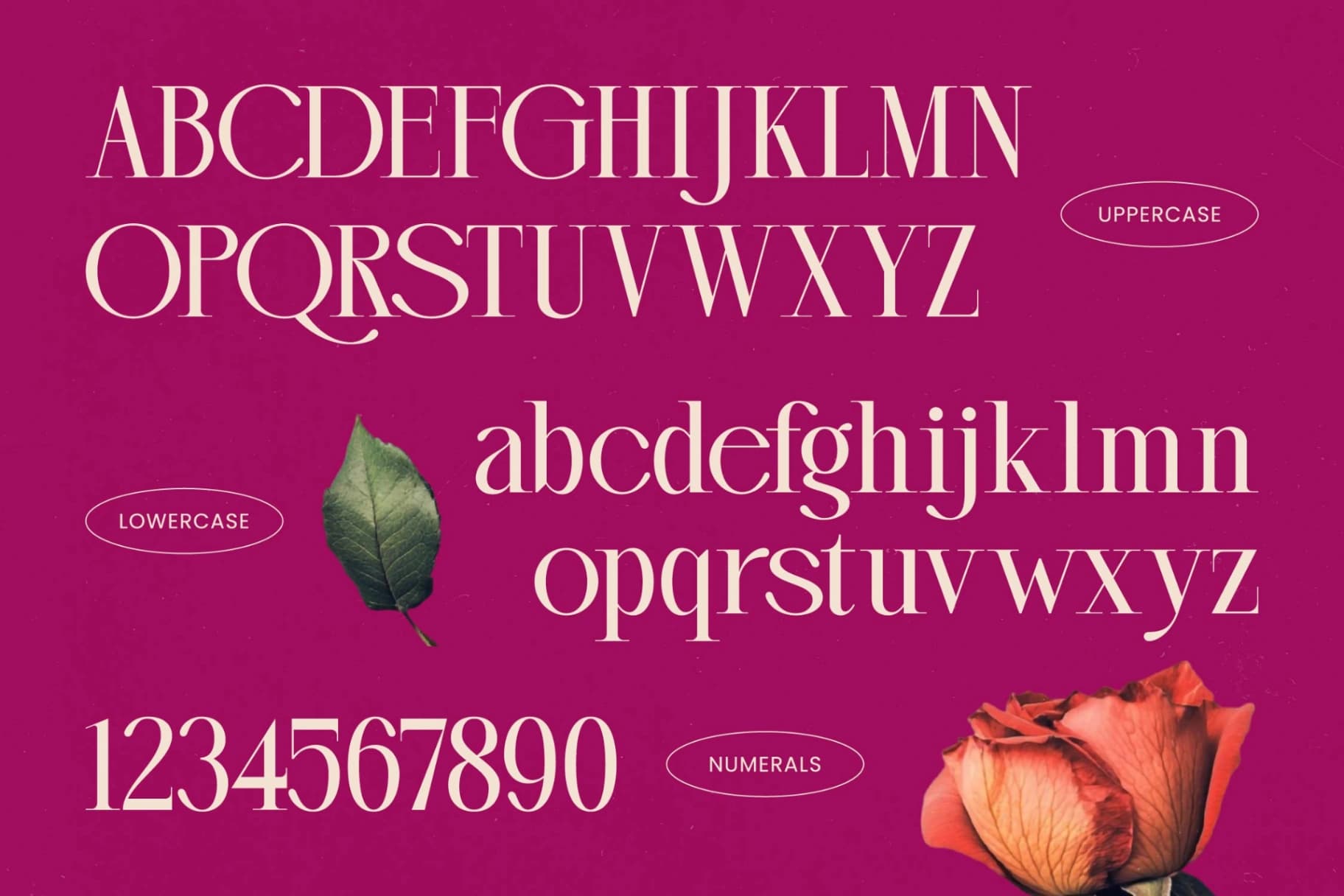 Preview 18 for Magenta Rosalia - Tall Serif Display Font