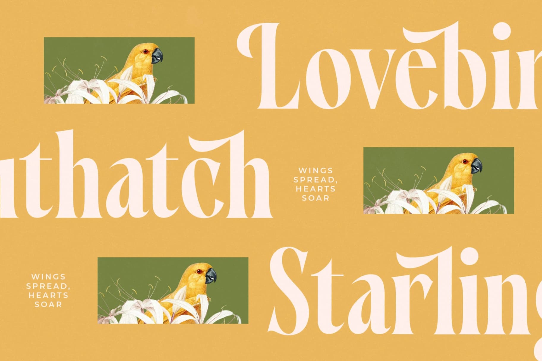 Preview 14 for Qastife - Modern Serif Font