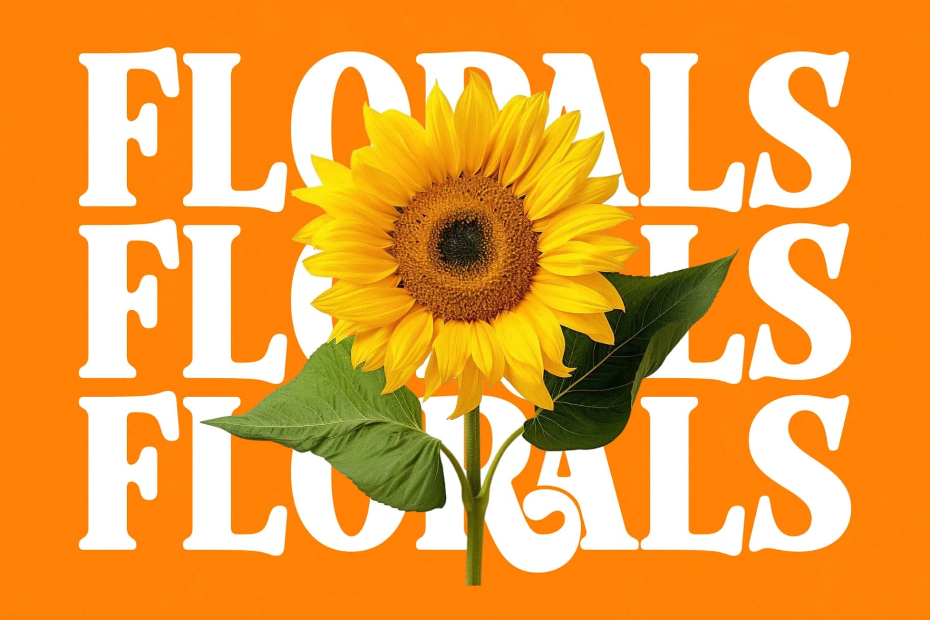 Preview 16 for Rolling Basket - Modern Serif Font