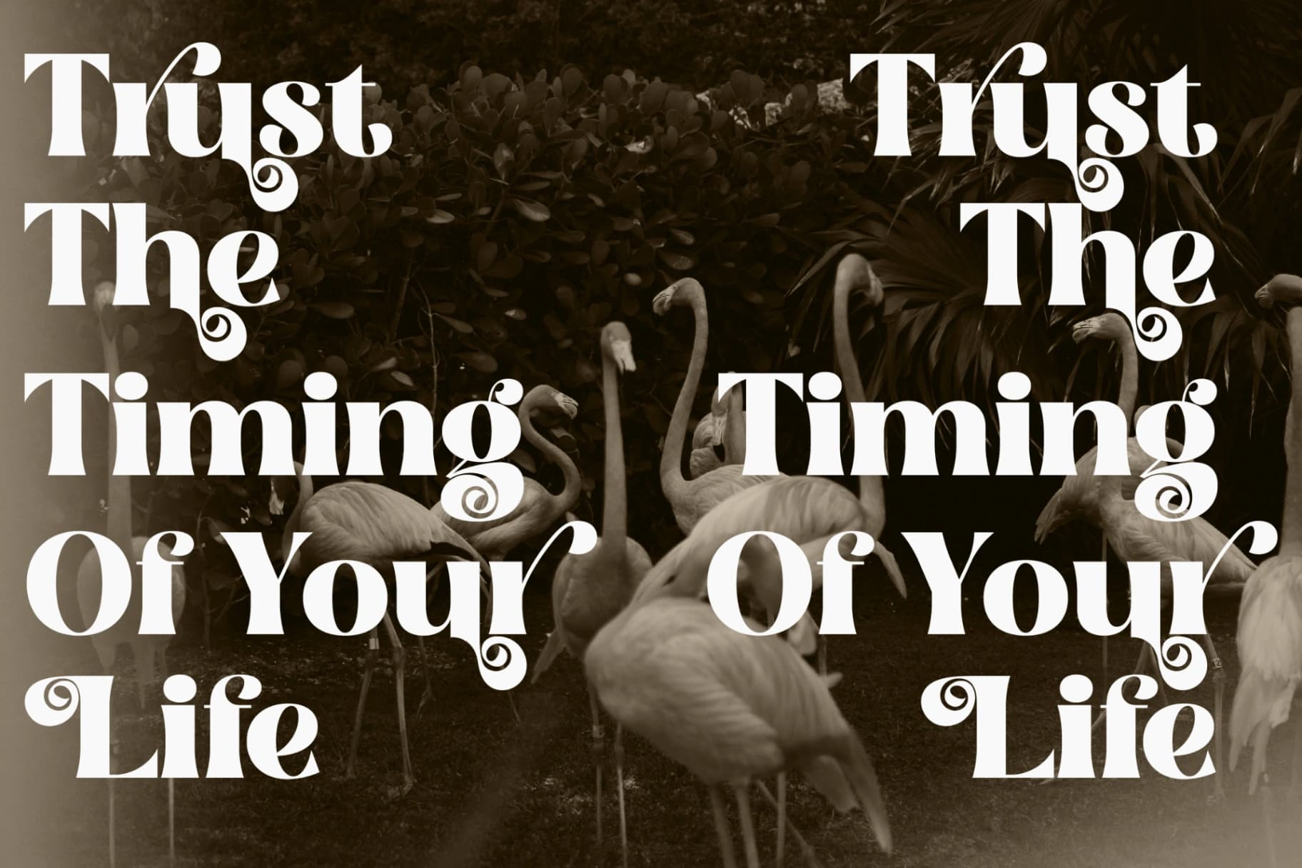 Preview 12 for Florals Bright - Serif Vintage Display