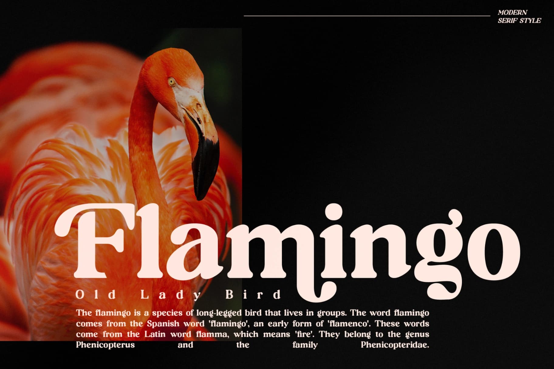 Preview 9 for Richard Samuels - Modern Serif Font
