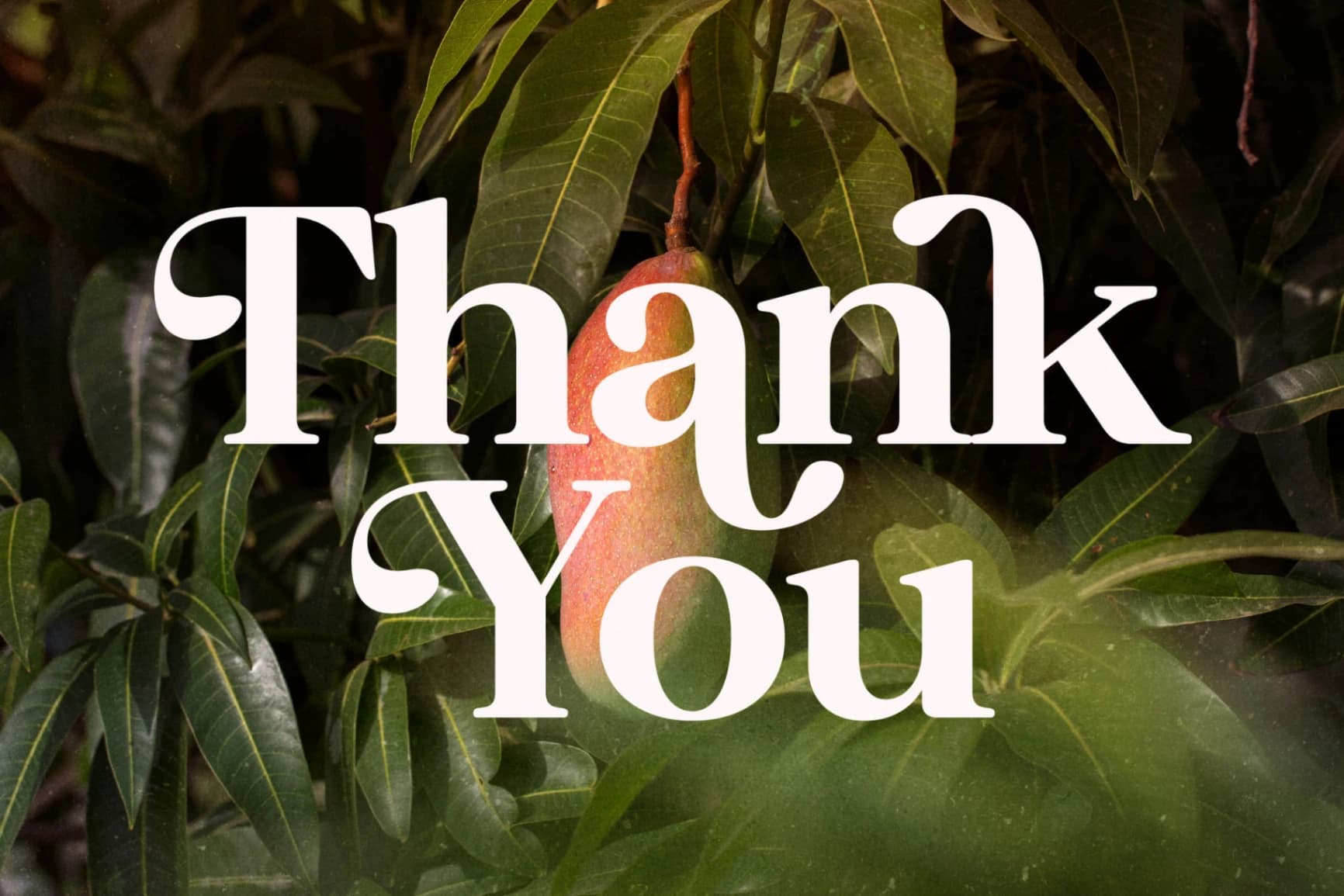 Preview 15 for Florista Mango – Modern Vintage Serif