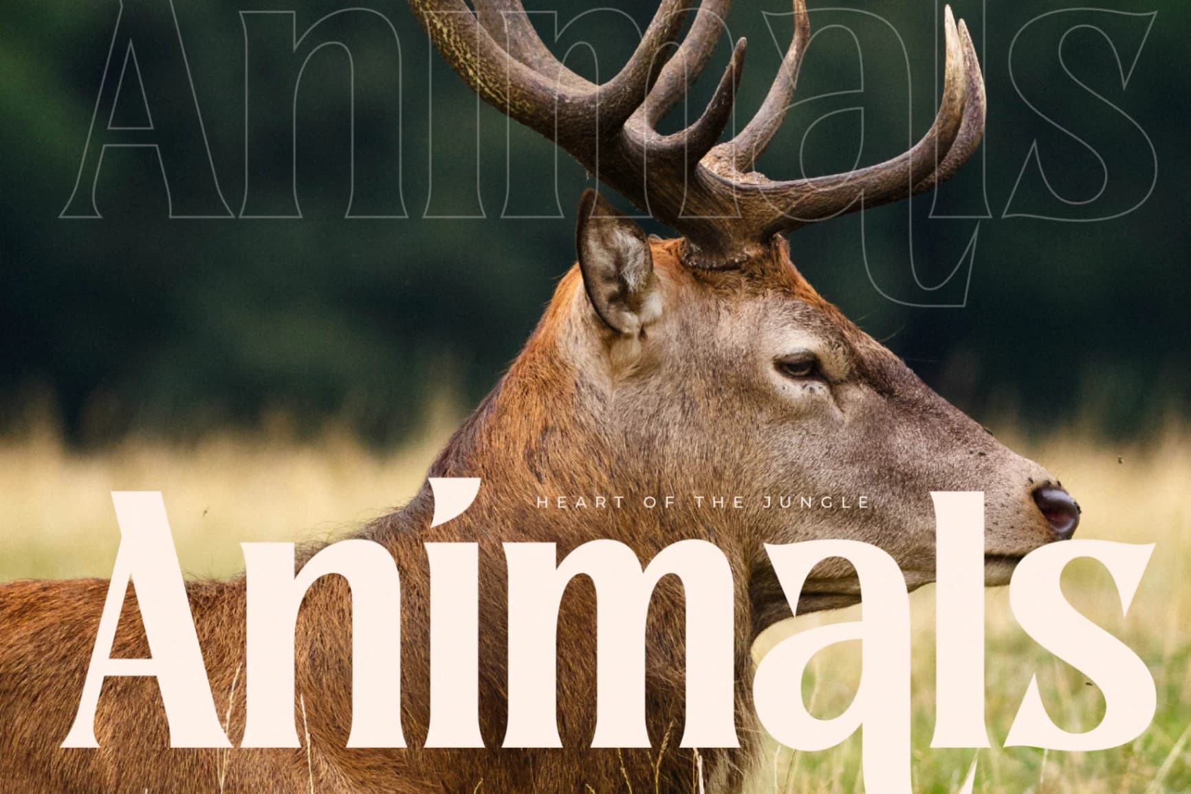 Preview 2 for Norique - Modern Display Typeface