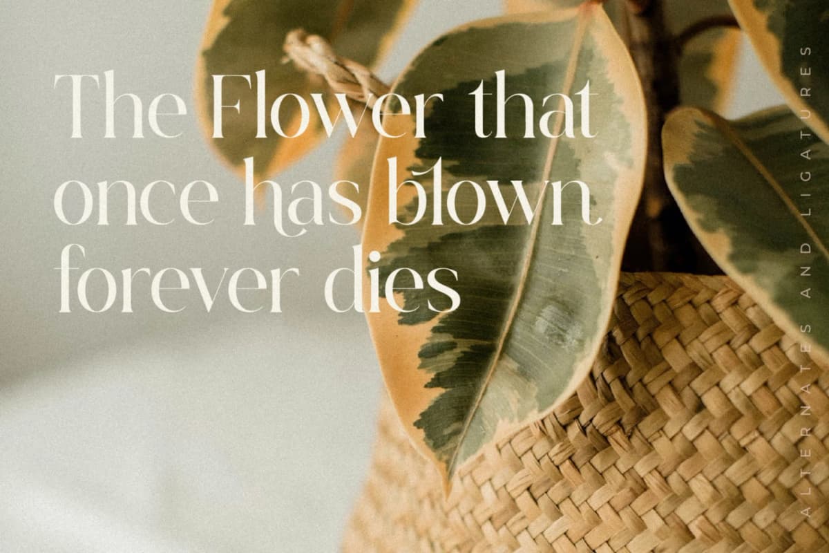 Strickland Keafney - Modern Serif Font font preview 9