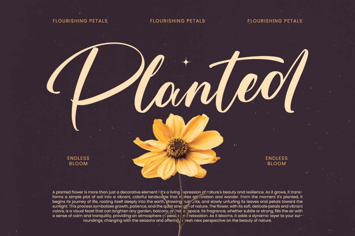 Skayhan Chester - Bold Brush Font font preview 2