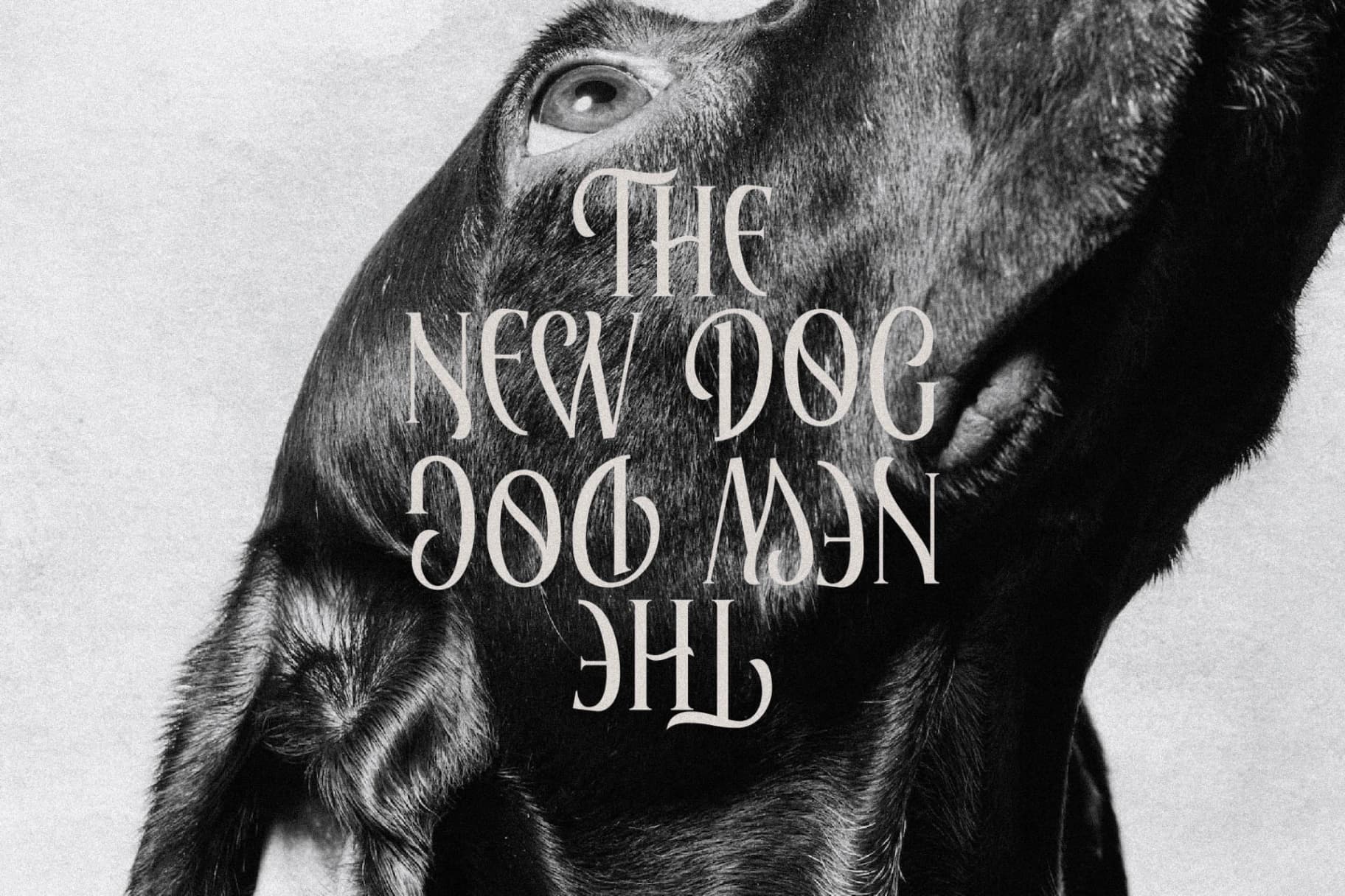 Preview 6 for Elaphoras - Display Serif Font