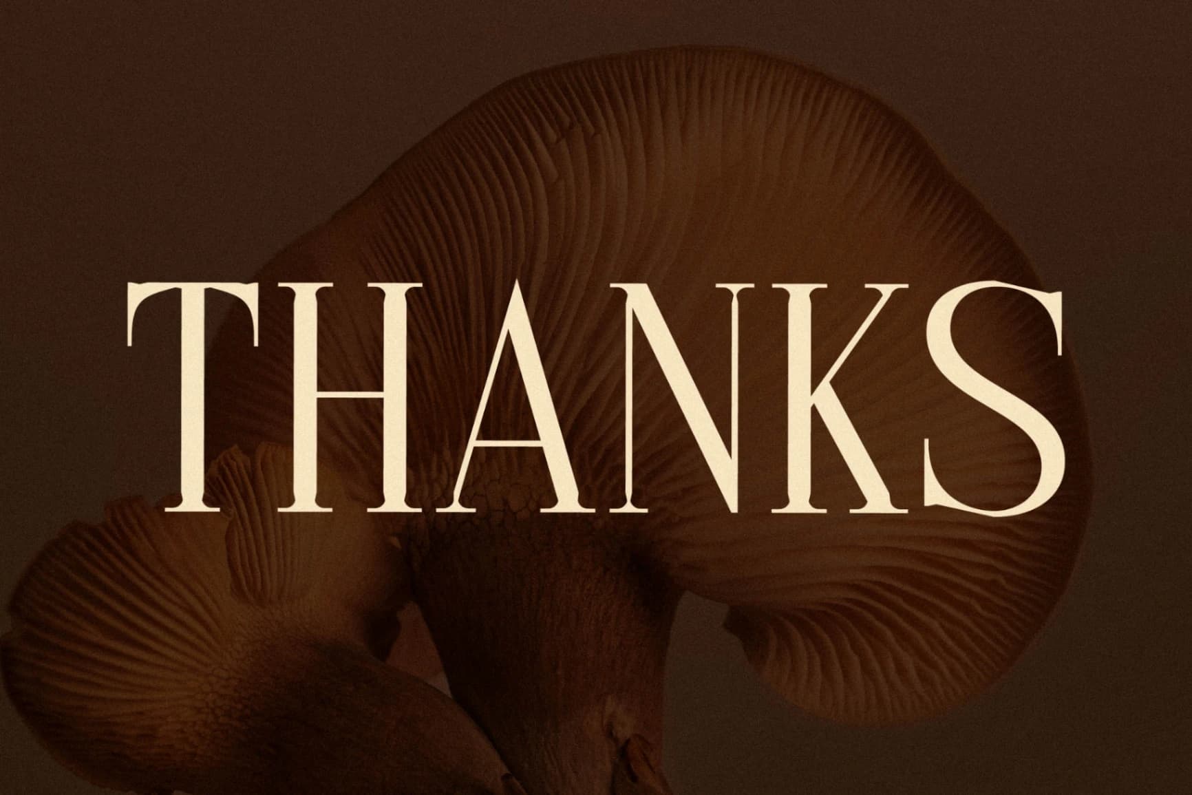 Preview 15 for Cholten - Modern Display Serif Font