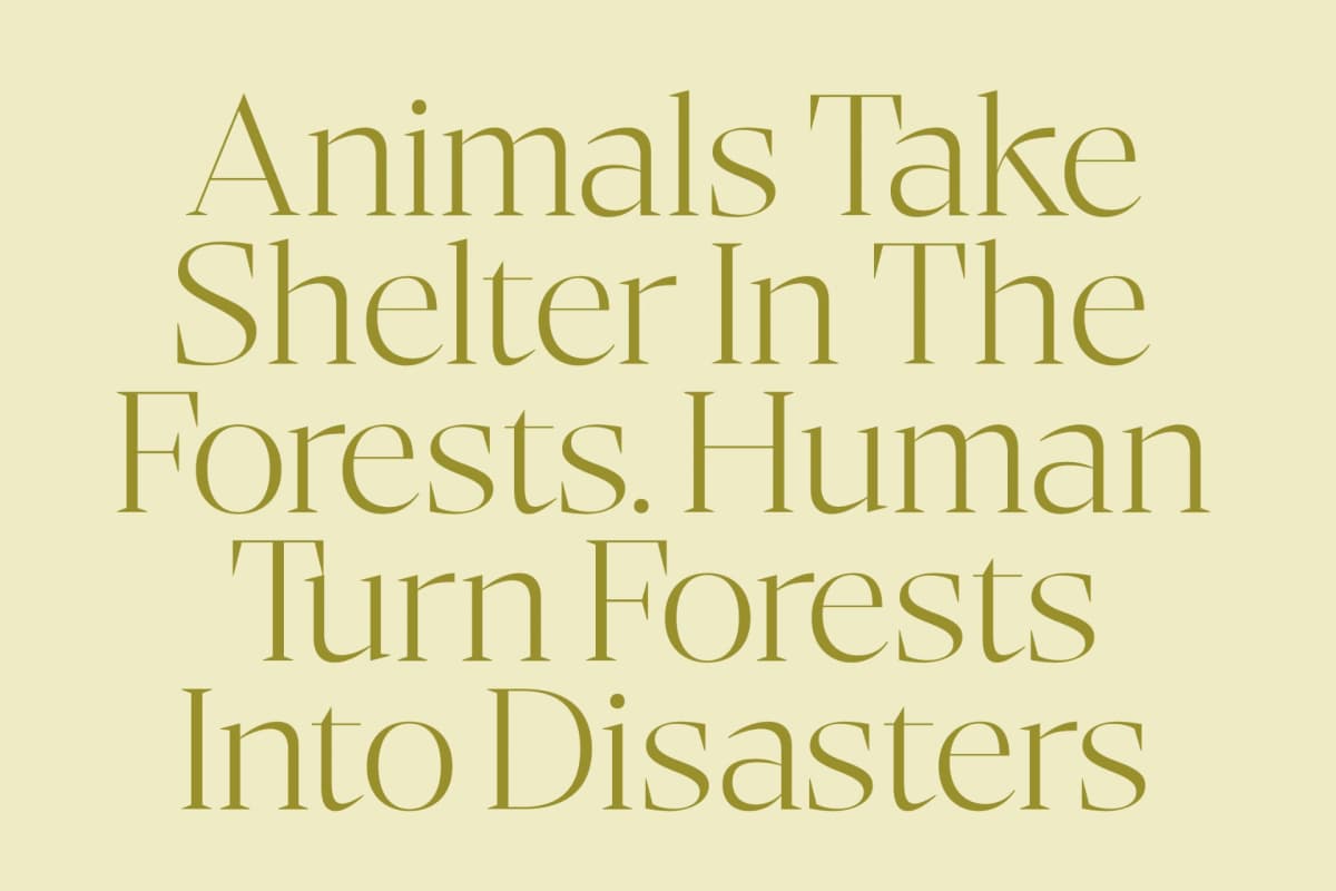 Bigest Karath - Thin Serif Display font preview 5