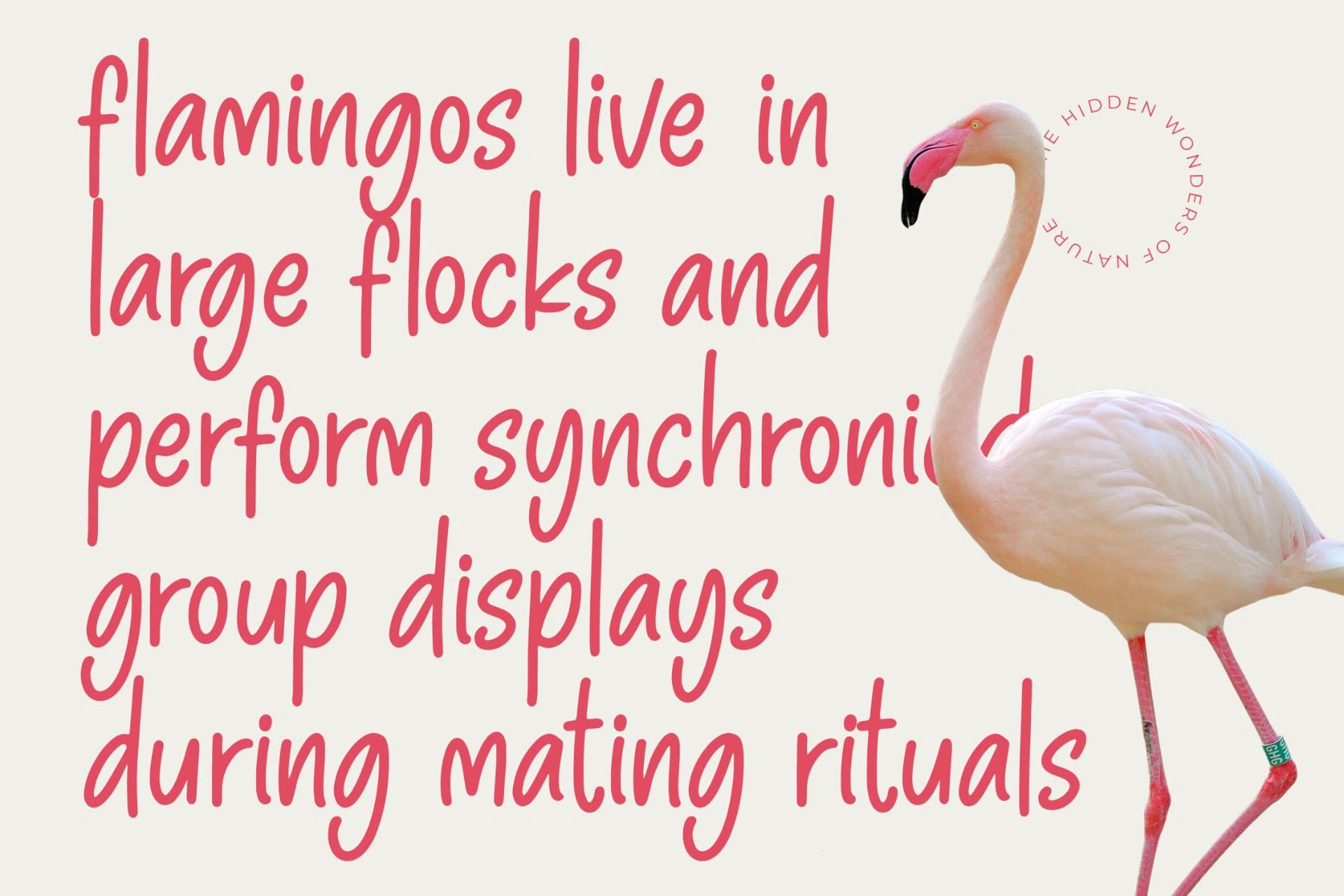 Preview 11 for Pinky Doodle – Natural Handwritten Font
