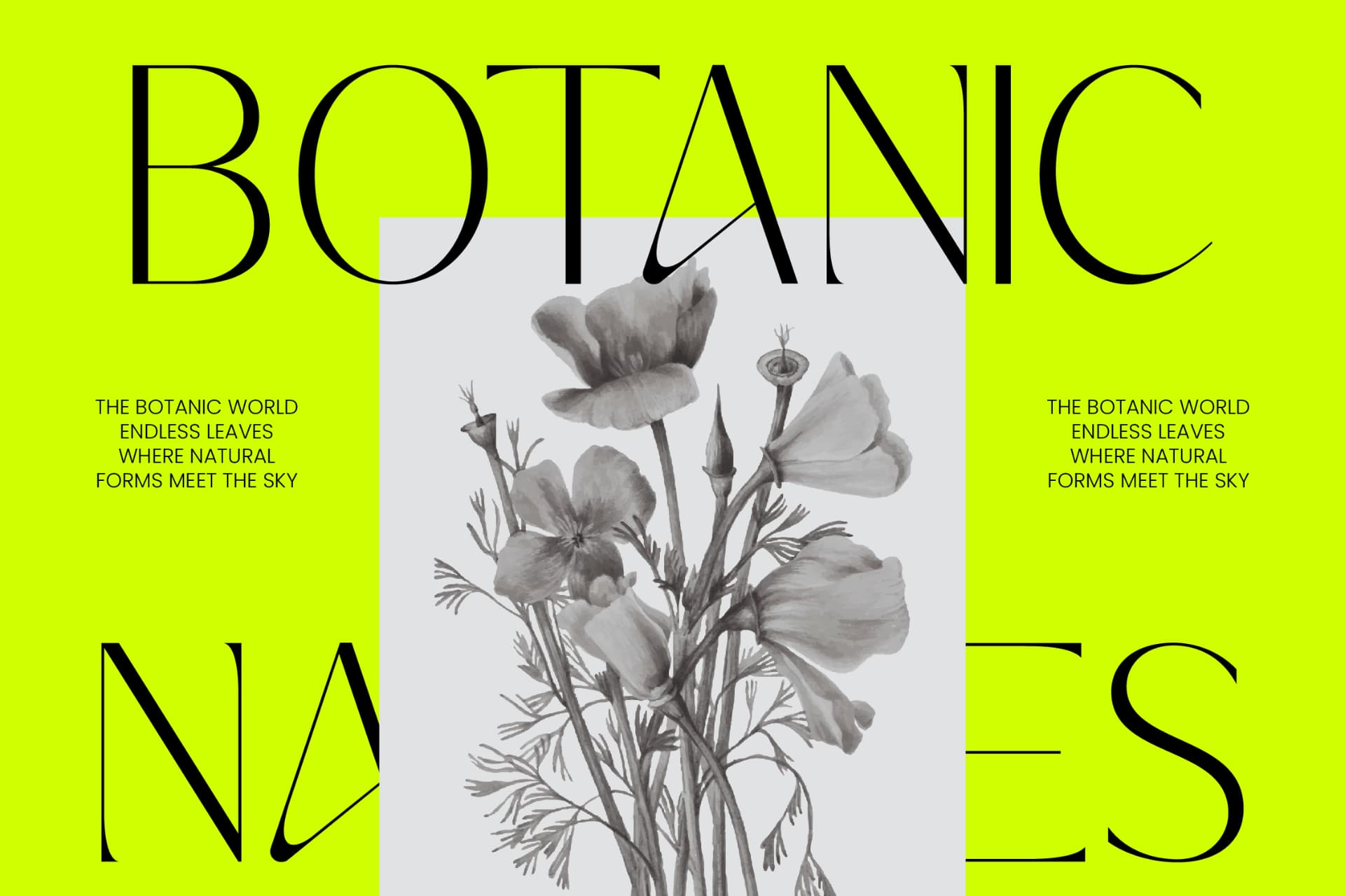 Preview 4 for Silence Night – Elegant Sans Serif Font
